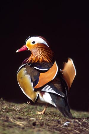 Photo of a Mandrain Duck